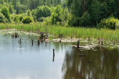 Ormanın yakınında bir gölet. Dalgalar ve çalı çırpı var. Kıyı boyunca bir sürü bitki var. Mavi gökyüzü ve bulutlarla dolu güneşli bir yaz günü. Doğa manzarası arka planı