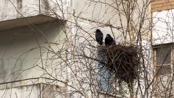 Two crows in a nest made of dry branches in the city against the background of a multi-storey building