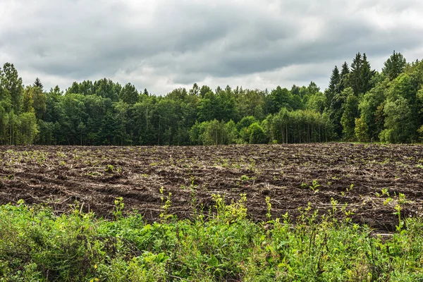 Forest land after cutting and removal of timber. Summer cloudy day. Nature landscape background