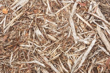 Ormanların tahrip edilmesinden sonra yere yapışan kaos. Ahşap dokular. Soyut arkaplan