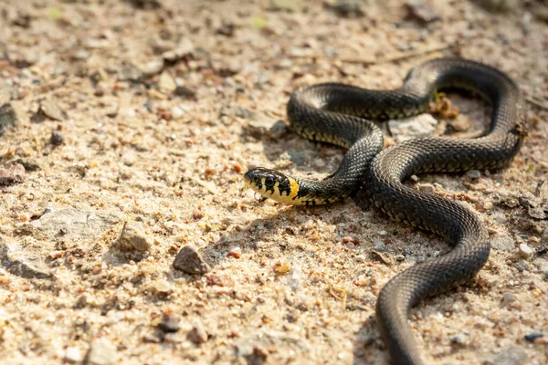 Травяная Змея Песке Рептилия Дикой Природы Близко Селективный Фокус — стоковое фото
