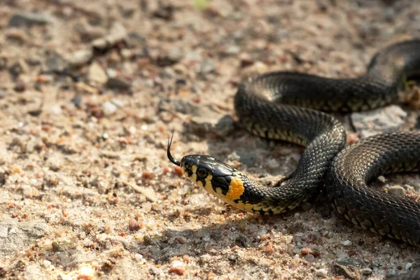 Grass snake in the sand with forked tongue sticking out. Wildlife reptile close up. Selective focus