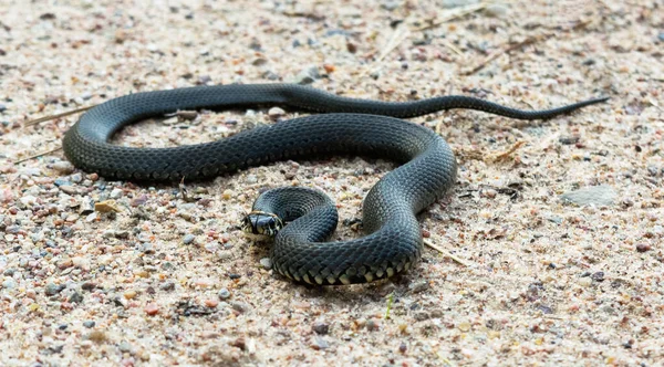 Трава Змія Піску Атакуючому Положенні Дика Природа Рептилій Крупним Планом — стокове фото