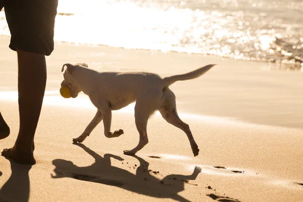 Hund transporterar bollen på stranden i sommar. — Stockfoto