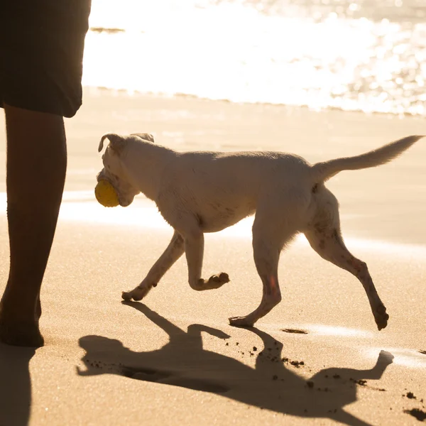 Pes, nesoucí míč na pláži v létě. — Stock fotografie