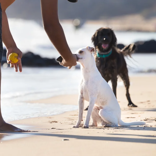 Hund transporterar bollen på stranden i sommar. — Stockfoto