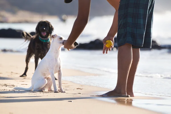 Dogs playing ball on beach in summer. Stock Photo