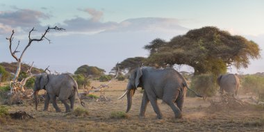 Filler önünde Kilimanjaro, Amboseli, Kenya