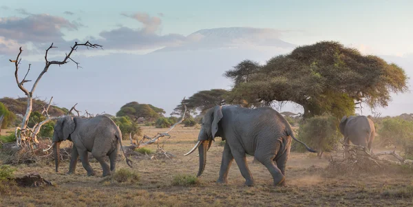 Sloni před Kilimandžáro, Amboseli, Keňa — Stock fotografie