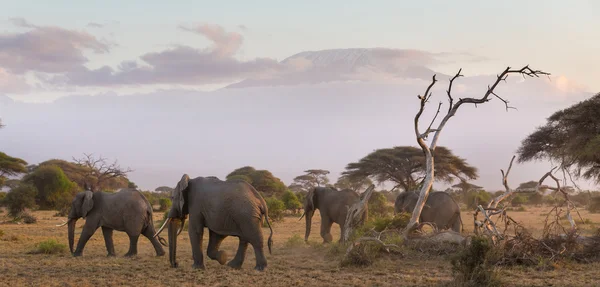 Elefantes na frente de Kilimanjaro, Amboseli, Quênia — Fotografia de Stock