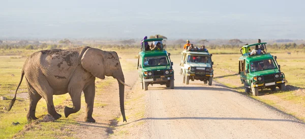 在安博塞利，肯尼亚 Elephantt 过境污垢 roadi. — 图库照片