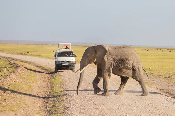 Elephantt crossing dirt roadi in Amboseli, Quénia . — Fotografia de Stock