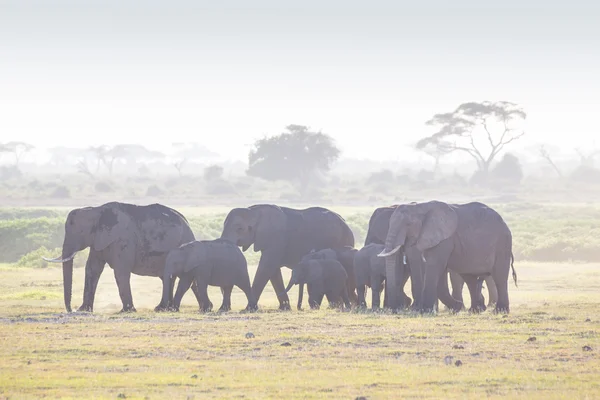 Elefántcsorda az Amboseli Nemzeti Parkban Kenyában — Stock Fotó