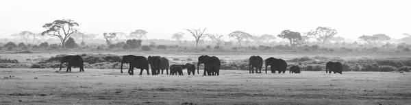 Manada de elefantes en el Parque Nacional Amboseli Kenia — Foto de Stock