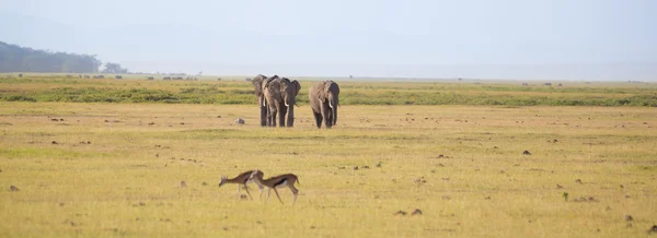 肯尼亚安博塞利国家公园的大象群 — 图库照片