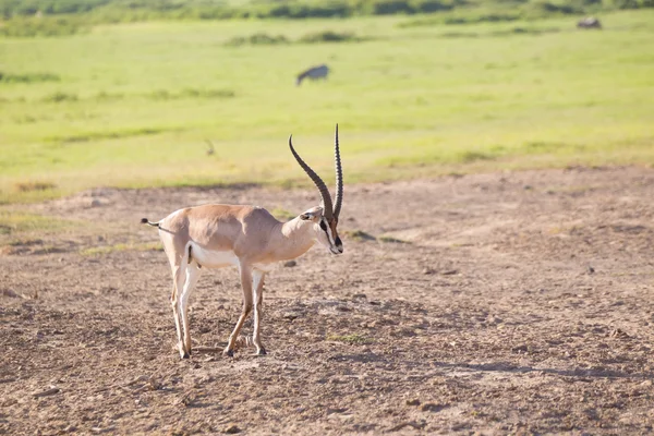 Grants gazelle -  Nanger granti. — Stock Photo, Image