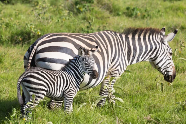 Mãe e potro zebra, Equus quagga . — Fotografia de Stock