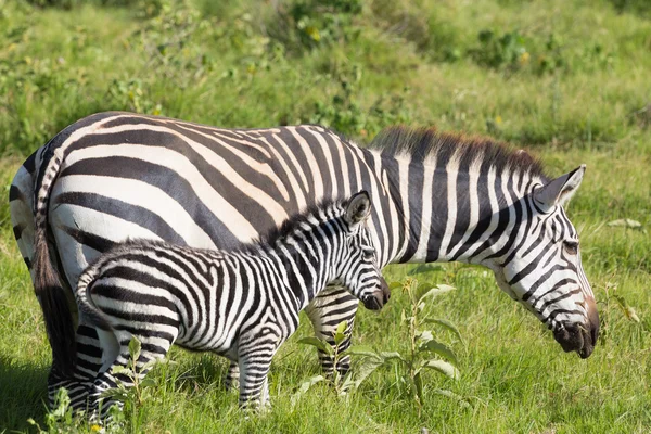 Moeder en veulen zebra, Equus quagga. — Stockfoto