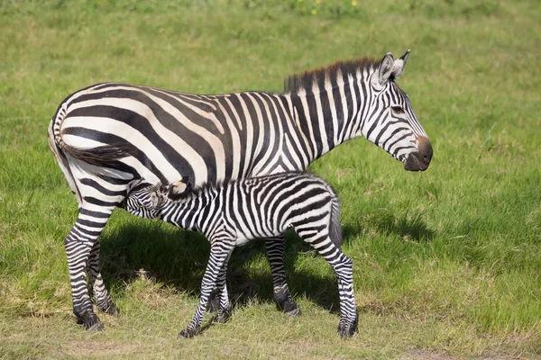Mamma omvårdnad föl zebra, Equus quagga. — Stockfoto