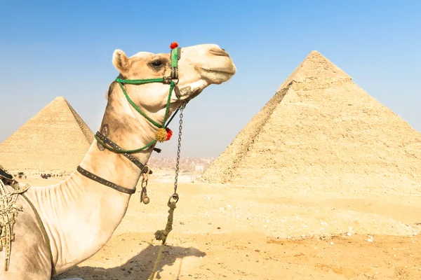 ギザのピラミッド、カイロ、エジプトでのラクダ. — ストック写真