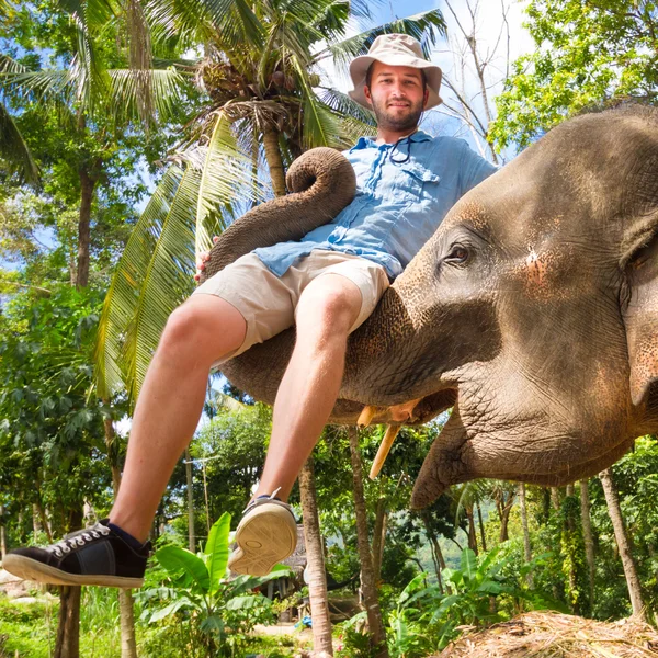 Elephan bir turist kaldırma. — Stok fotoğraf