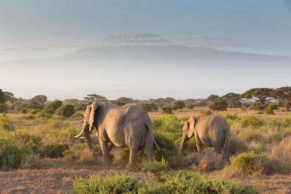Elefántok előtt Kilimandzsáró Tanzániában, Amboseli, Kenya — Stock Fotó