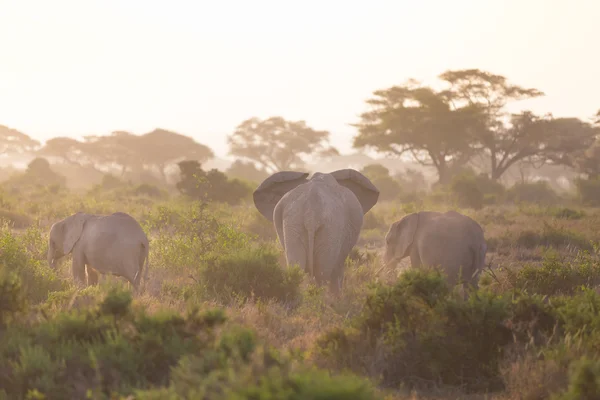 Filler önünde Kilimanjaro, Amboseli, Kenya — Stok fotoğraf