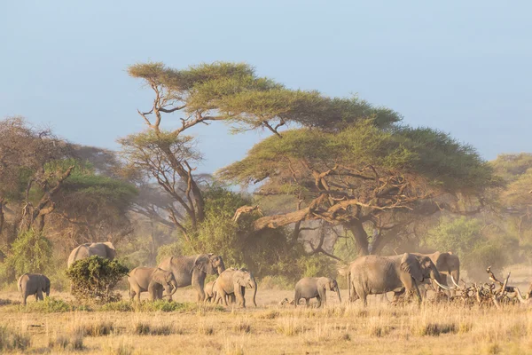 Elefantes frente al Kilimanjaro, Amboseli, Kenia — Foto de Stock