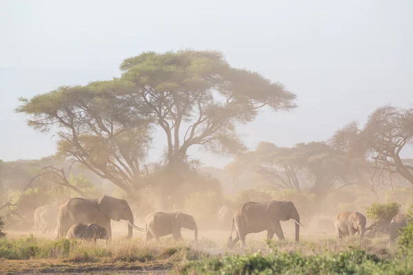 Elefantes frente al Kilimanjaro, Amboseli, Kenia — Foto de Stock