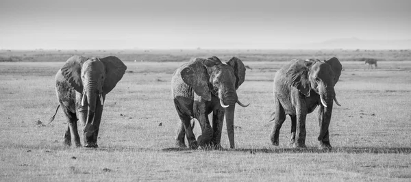 Kenya Amboseli Ulusal Parkı 'nda fil sürüsü — Stok fotoğraf