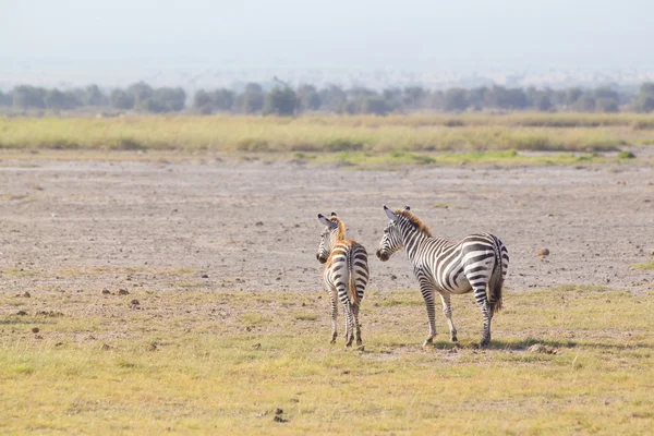 Mamma och föl zebra, Equus quagga. — Stockfoto