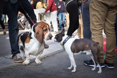 İki köpekler koklayarak birbirlerini tebrik.