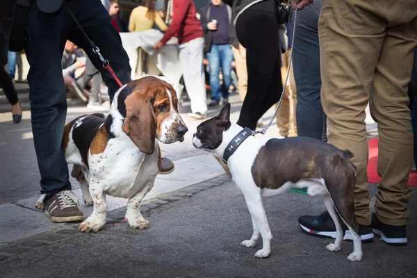 Due cani che si salutano annusando . — Foto Stock