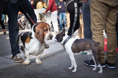 İki köpekler koklayarak birbirlerini tebrik.