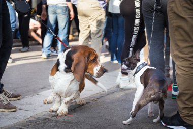 İki köpekler koklayarak birbirlerini tebrik.