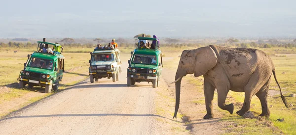 Elephantt 交差汚れ roadi アンボセリ、ケニアで. — ストック写真