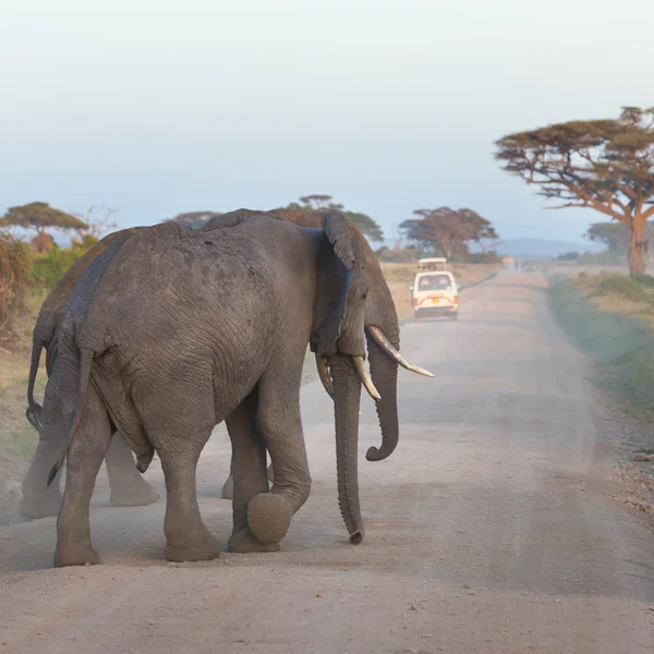 Família de elefantes na estrada de terra em Amboseli — Fotografia de Stock