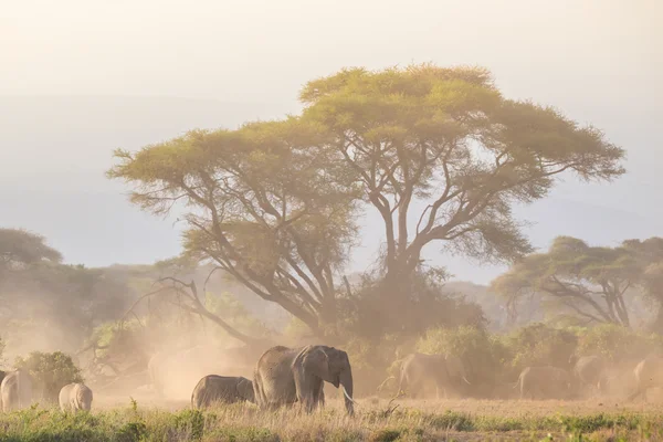 Olifanten voor Kilimanjaro, Amboseli, Kenia — Stockfoto