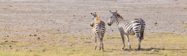 Anya és a csikó zebra, Equus quagga. — Stock Fotó