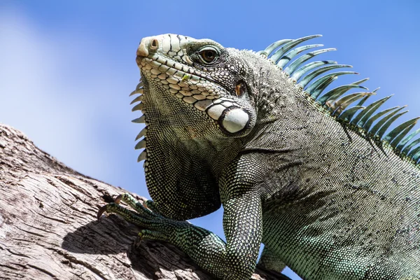 Lagarto de iguana verde . — Fotografia de Stock
