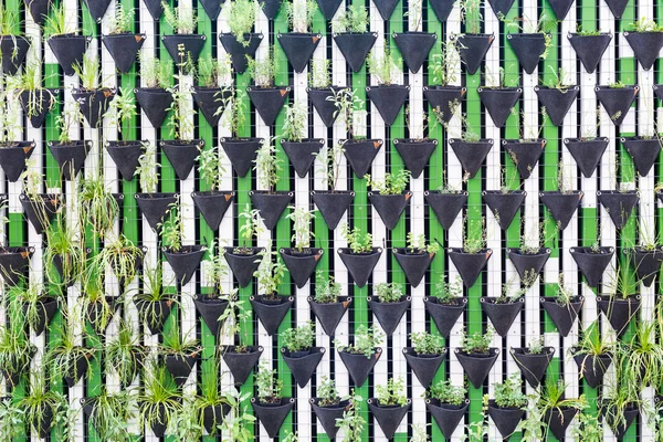 Vertikální zahrada jako zelená stěna. — Stock fotografie