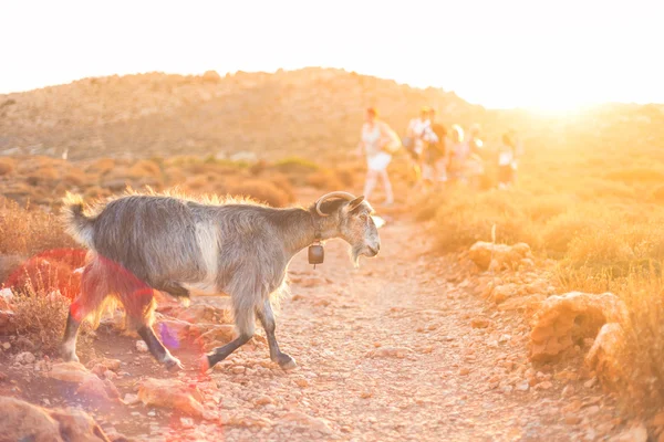 Домашня коза в горах . — стокове фото