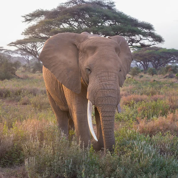 Elefánt előtt Kilimandzsáró Tanzániában, Amboseli, Kenya. — Stock Fotó