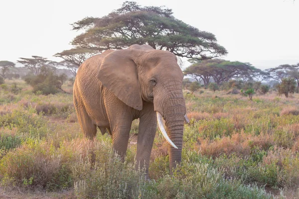 Kilimanjaro, Amboseli, Kenya önünde fil. — Stok fotoğraf