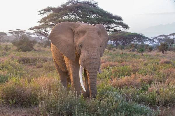 Elefánt előtt Kilimandzsáró Tanzániában, Amboseli, Kenya. — Stock Fotó