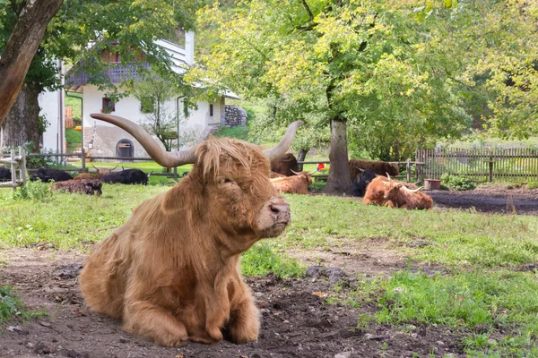 Rothaarige schottische Hochlandkuh. — Stockfoto