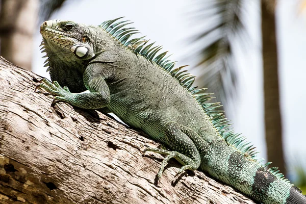 Green Iguana lizard. — Stock Photo, Image