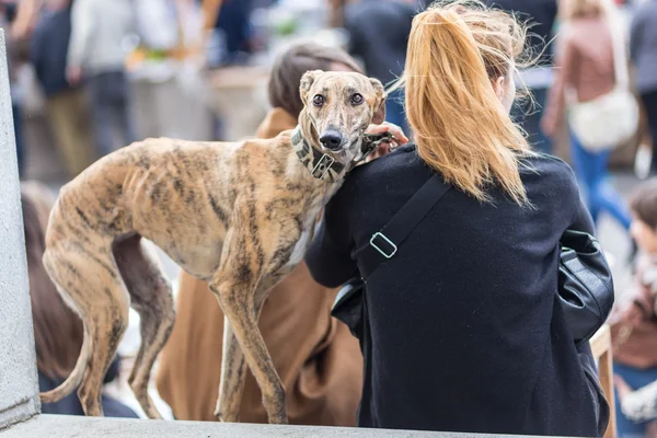 Italian Greyhound dog with his female owner. — Stock Photo, Image