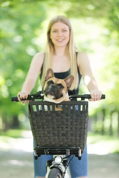 French bulldog dog enjoying riding in bycicle basket in city park — Stock Photo, Image