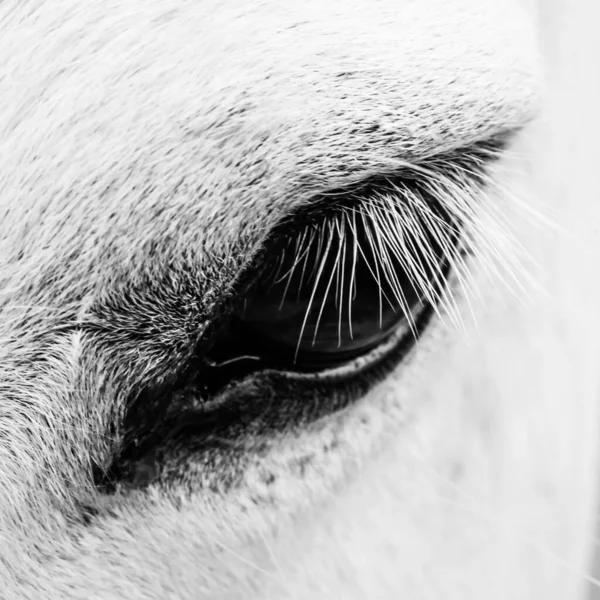 Detail macro photo of a white horse — Stock Photo, Image